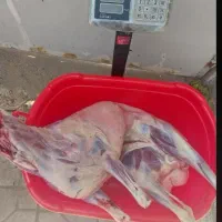 گوسفند قربانی درجه یک|حیوانات مزرعه|همدان, |دیوار