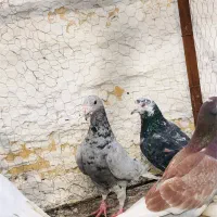 کفتر جفتگاه و پرشی