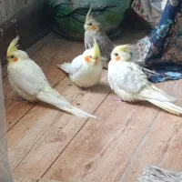 فروش عروس هلندی|پرنده|مرودشت, ولایت|دیوار