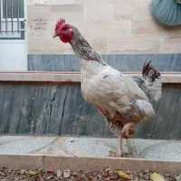 مرغ محلی|حیوانات مزرعه|شاهرود, |دیوار