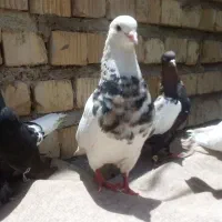 طوق شازدی دورنگ سینه تافته ای زرد سرکه ای دم سفید