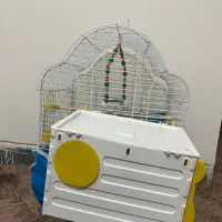 عروس هلندی سخنگو|پرنده|سمیرم, |دیوار