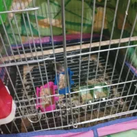 فروش فنچ|حیوانات|رامهرمز, |دیوار