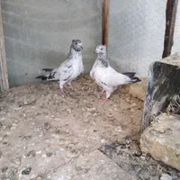 کبوتر پرشی|پرنده|اصفهان, امین‌آباد|دیوار