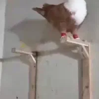 نر زرد کله سفید درجه یک