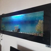 آکواریوم دیواری|ماهی|پیر بکران, |دیوار