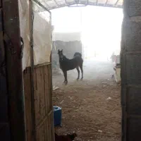 مادیان ترکی