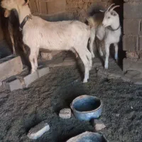 بزسانن اصل ش کتی