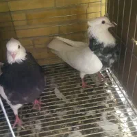 فروش جوجه دون خور طوقی|پرنده|اشکذر, |دیوار