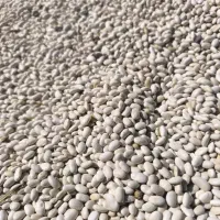 لوبیا سفید لیزر شده تمیز