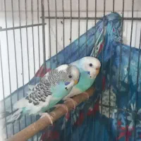 مرغ عشق مولد|پرنده|قم, حاج زینل|دیوار