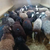 بره نر
