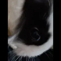 خرگوش لوپ ۶ ماهه نر