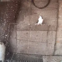کبوتر تله