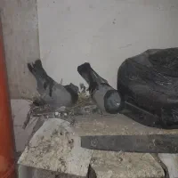 جفت سبز پربازی کن