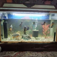 آکوریم با تمام وسایل|ماهی|زابل, |دیوار