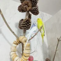 مرغ عشق|پرنده|هشتگرد, فاز ۱ مهستان|دیوار