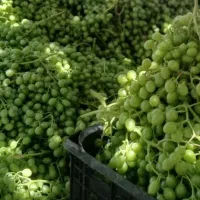 فروش آب غوره
