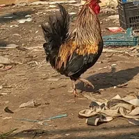 خروس محلی درجه یک
