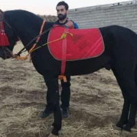 بعلت نداشتن جا میفررشم|اسب و تجهیزات اسبسواری|هشترود, |دیوار