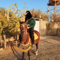 اسب|اسب و تجهیزات اسب‌سواری|درگزین, |دیوار