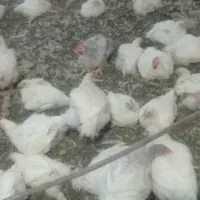 مرغ شکم پر مخصوص رستوران ها