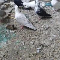 پرشی|پرنده|خرم‌آباد, |دیوار