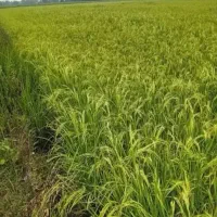 فروش فوری زمین کشاورزی درروستای میشامندان شهر رشت