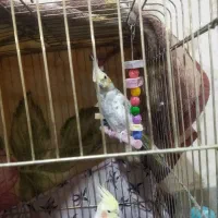 عروس هلندی|پرنده|قیدار, |دیوار