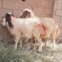 سه راس بره  دورگ  سبک وزن