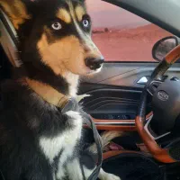 واگذاری سگ هاسکی ماده