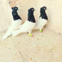 کبوتر یا کفتر کله سیاه|پرنده|مشهد, شهرک شیرین|دیوار