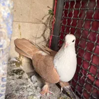 کله‌سفید|پرنده|سبزوار, هویزه|دیوار