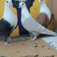 کربلایی کله سفید