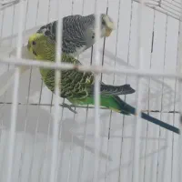 جفت مرغ عشق با تخم