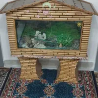 آکواریوم|ماهی|آبیک, |دیوار