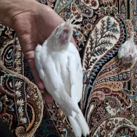 عروس هلندی