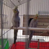 4تا عروس هلندی با قفس