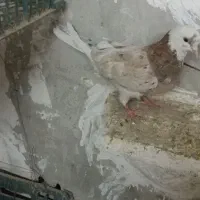 دوعدد کفتر|پرنده|نسیم‌شهر, |دیوار