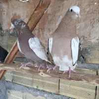 کبوتر فروشی|پرنده|مراغه, |دیوار