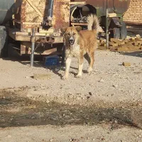 سگ روزگاری ۸ت|سگ|شهرکرد, |دیوار