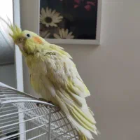 عروس هلندی ماده