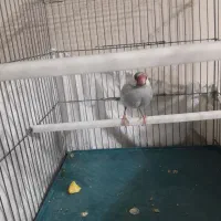 فنچ مصری سیلور|پرنده|شیراز, رکن‌آباد|دیوار