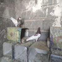 یه جفت یال سرخ گلدار همه چی تموم