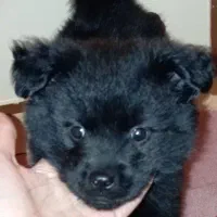 توله سگ  اشپیتز ۳ ماهه