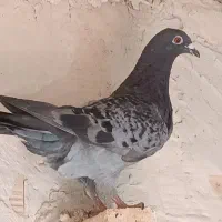 کبوتر جوونه رنگه و آلمانی|پرنده|مشهد, شهید احمدی روشن|دیوار