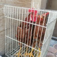 خروس و مرغ