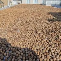 فروش گردو
