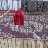 یک جفت فنج|پرنده|تبریز, |دیوار