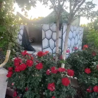 باغ-580-متر-باغستان-زیتون-قرچک